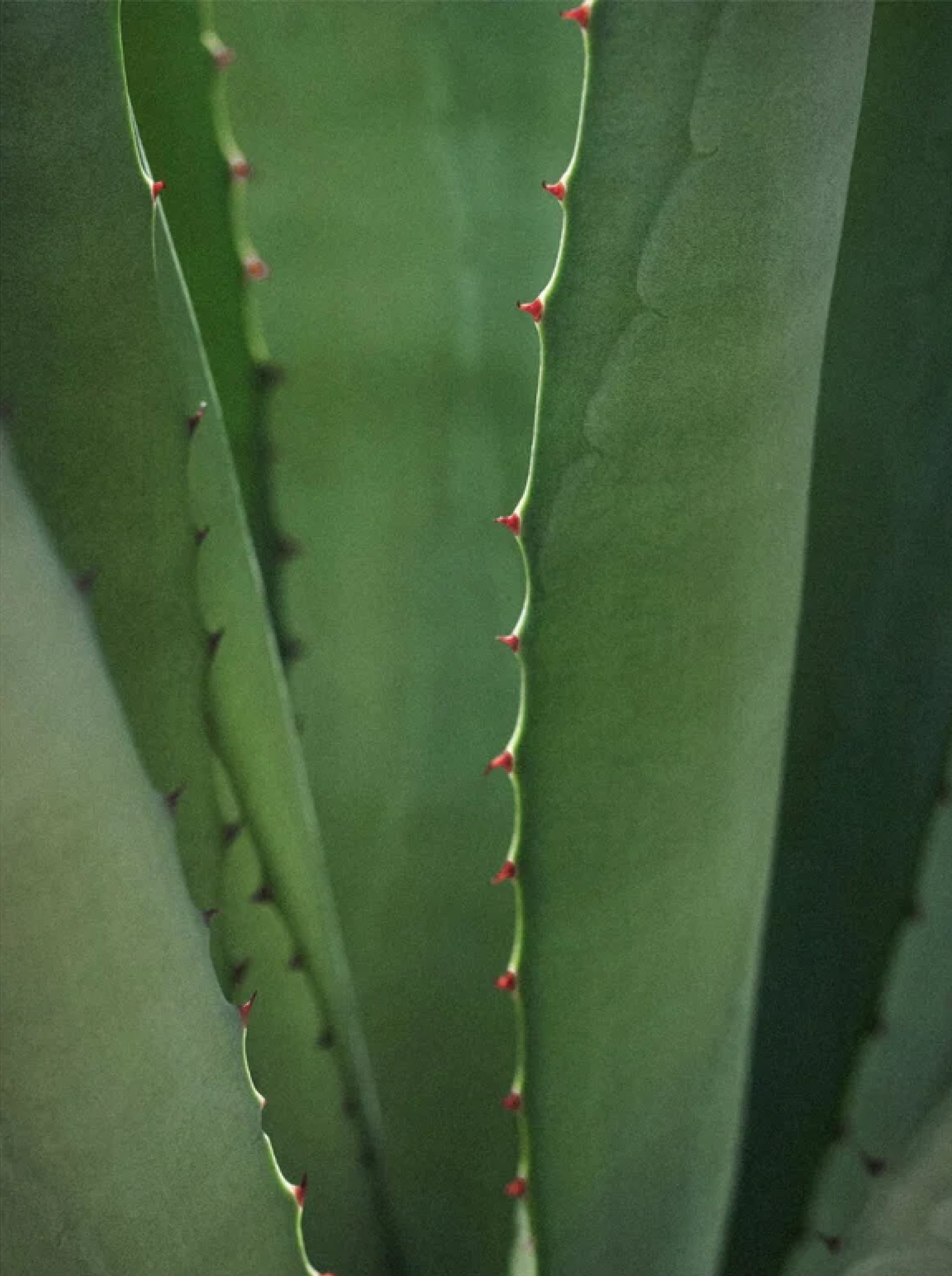 EYE SMOOTH™ Renewal eye serum