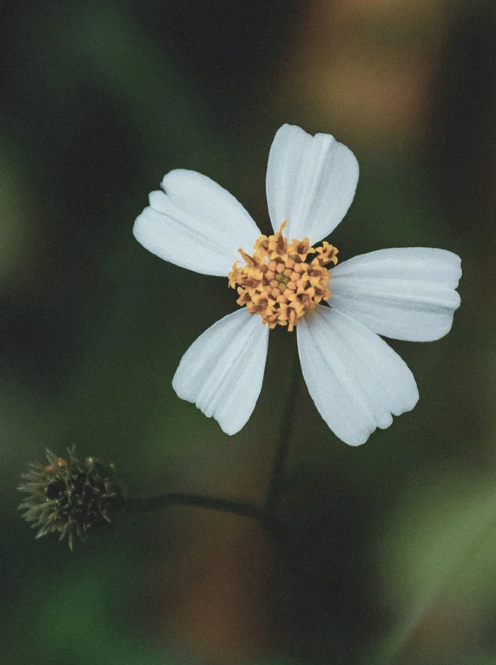 EYE SMOOTH™ Renewal eye serum