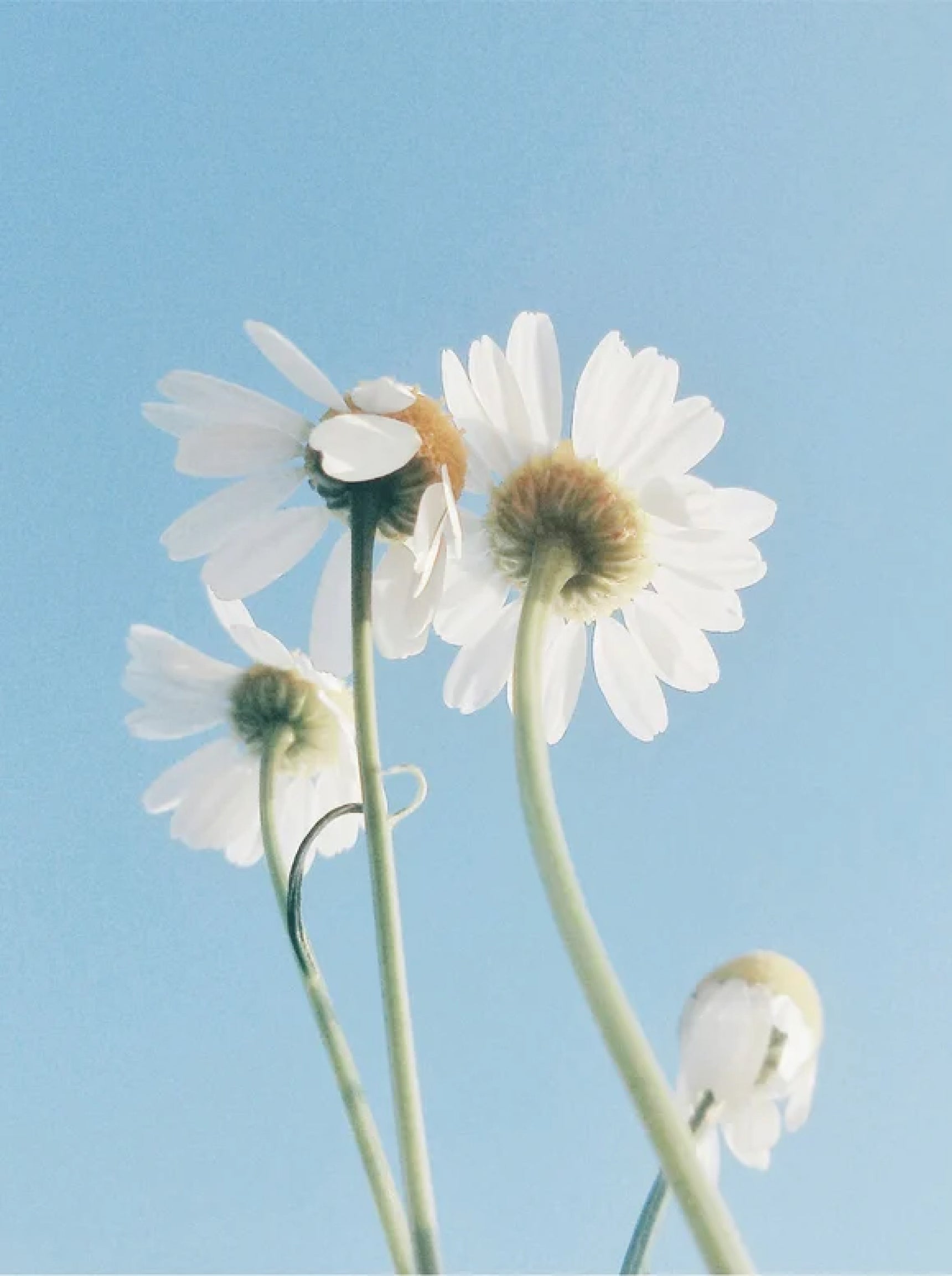 RENEWAL CLEANSE™ Oil-to-Milk Cleanser