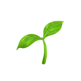 Maca Root Extract
